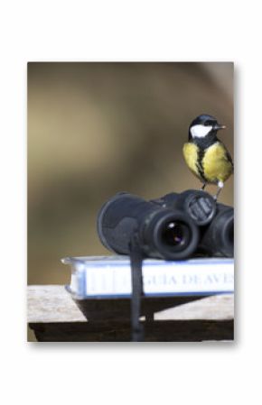 Tit bird with binoculars and ornithology bird field guide book