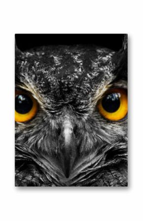 Black and white portrait owl with big yellow eyes