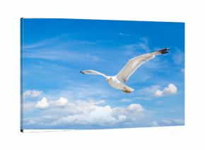 Big seagull in sky