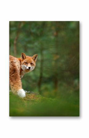 Fox in green forest. Cute Red Fox, Vulpes vulpes, at forest with flowers, moss stone. Wildlife scene from nature. Animal in nature habitat. Fox hidden in green vegetation. Animal, green environment.