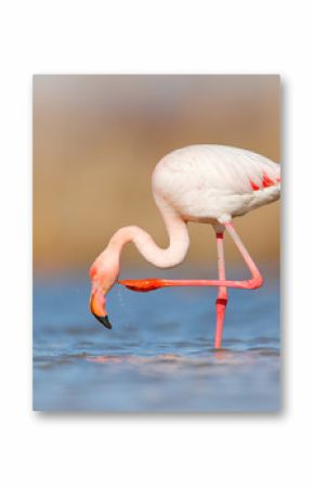 Flamingo cleaning plumage. Wildlife animal scene from nature. Flamingo in nature habitat. Beautiful water bird. Pink big bird Greater Flamingo, Phoenicopterus ruber, in the water, Camargue, France.