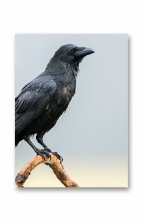 Raven (Corvus corax)