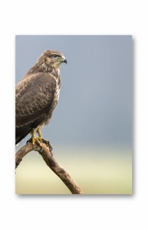 Common buzzard (Buteo buteo)