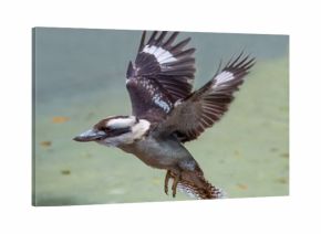 Kookaburra Bird in Flight