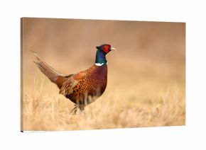 Ringneck Pheasant (Phasianus colchicus)
