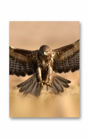 Common buzzard (Buteo buteo)