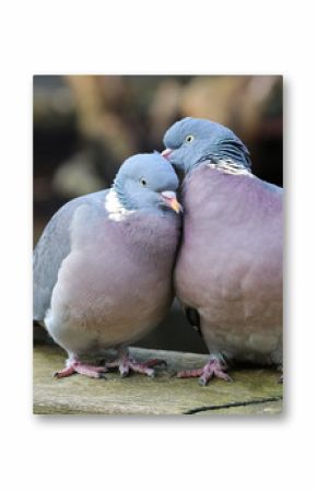 Wood pigeons in love