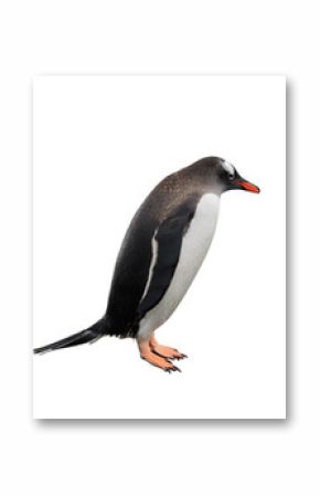 Gentoo penguins isolated on white background