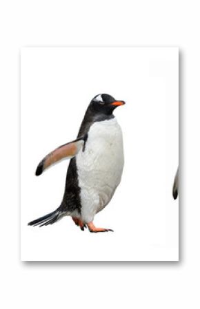 Gentoo penguins isolated on white background