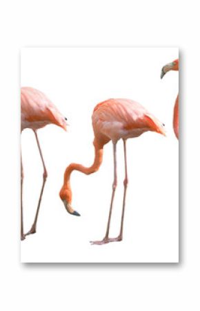 Beautiful flamingo bird isolated