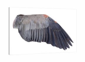 bird wings isolated on white background