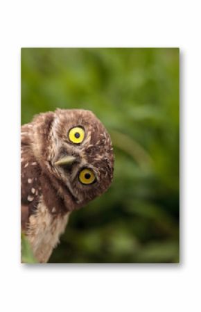 Funny Burrowing owl Athene cunicularia tilts its head outside its burrow