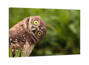 Funny Burrowing owl Athene cunicularia tilts its head outside its burrow