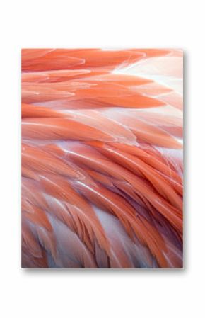 Close up view of pink flamingo feathers