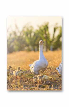 family of geese on the edge of a farm at sunset