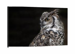 A close up profile portrait of a Canadian great horned owl looking over to a black background on the left