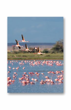 flamingo group in the lake