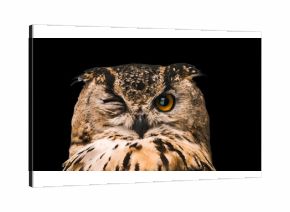 The horned owl with one open eye. Isolated on a black background.