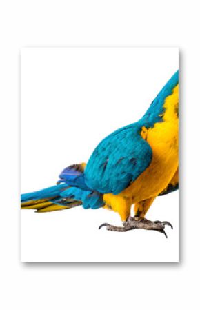 Macaw Parrot isolated on white