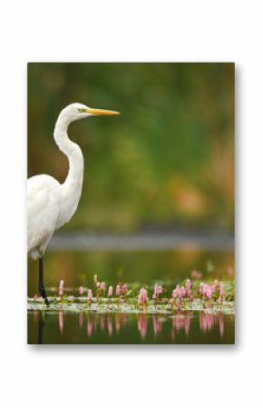 Great white egret (Egretta alba)