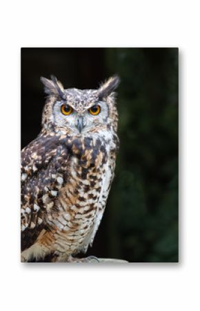 A close up of a european eagle owl perched on a post and staring forward. Taken against a dark background the eyes are penetrating the viewer