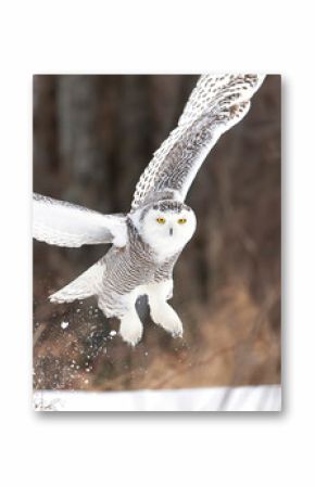 Snowy owl (Bubo scandiacus) taking off hunting over a snow covered field in Ottawa, Canada