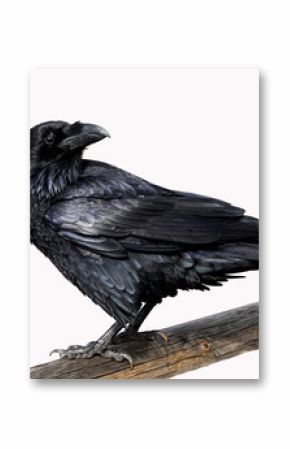 Raven On White Background