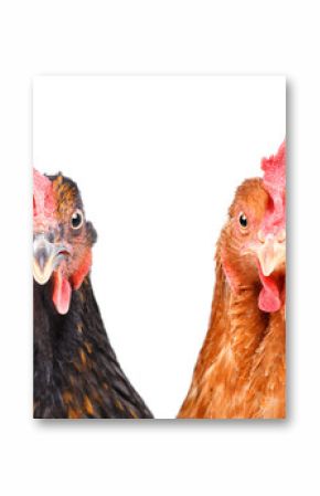 Two chickens isolated on white background looking at the camera