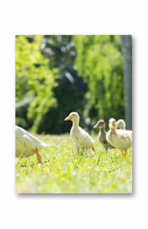 Duck with ducklings on field