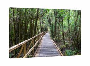 Boardwalk in the forest
