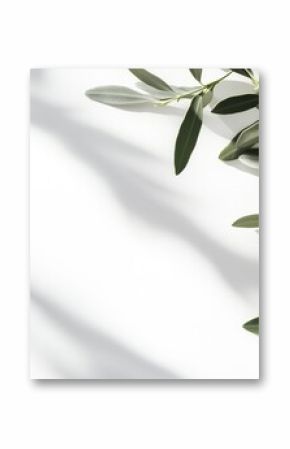 Olive branches with green leaves casting shadows on a white surface background