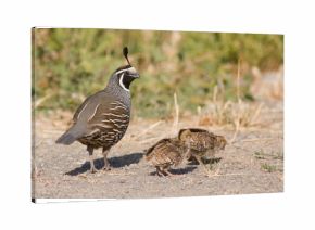 Daddy Quail