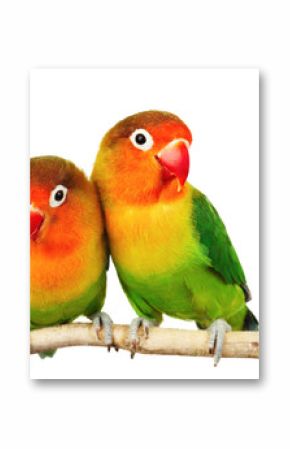 Pair of lovebirds agapornis-fischeri isolated on white