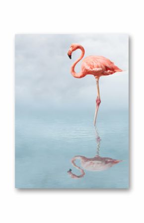 flamingo in pond