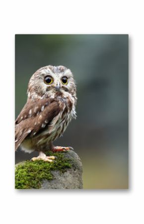 Northern Saw-Whet Owl