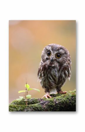 Tiny Owl