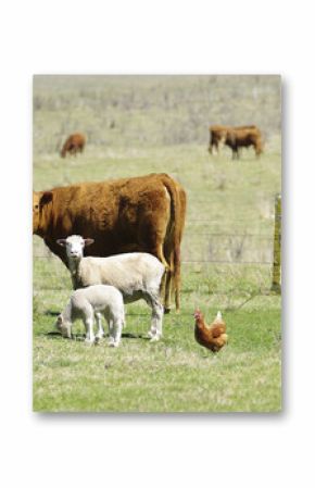 great image of sheep chickens and cows on the farm