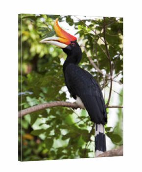 Rhinoceros Hornbill
