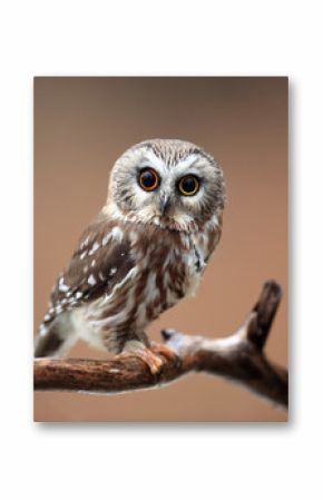 Curious Saw-Whet Owl against blurred background.