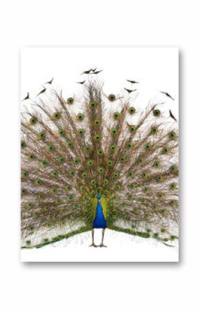 Front view of Male Indian Peafowl displaying tail feathers
