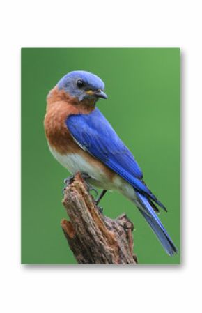 Bluebird On A Stump