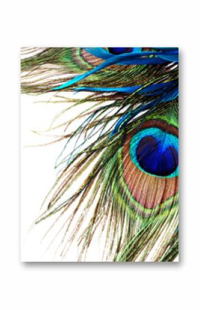 Peacock Feather