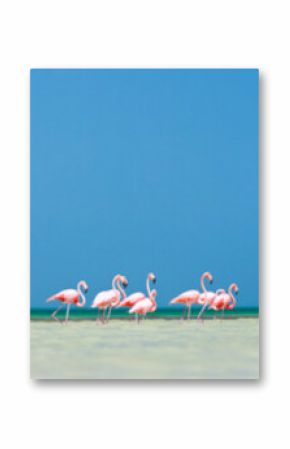 Pink flamingos panorama