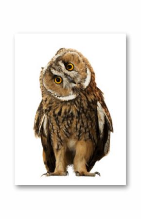 owl isolated on white background