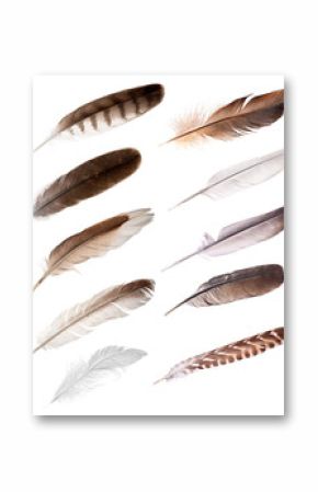 ten feathers from different birds
