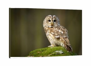 Tawny Owl sitting on the rock in the forest