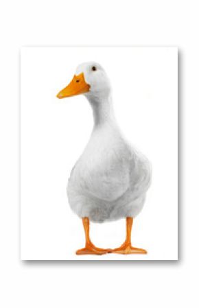 duck white