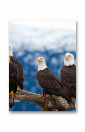 American Bald Eagles