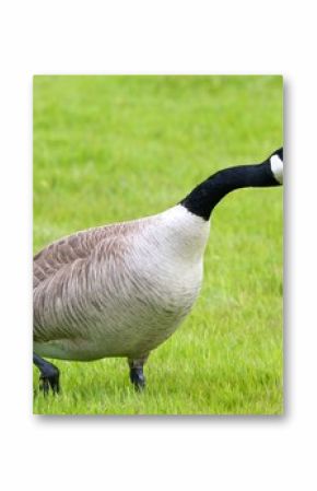 Hissing Canada Goose