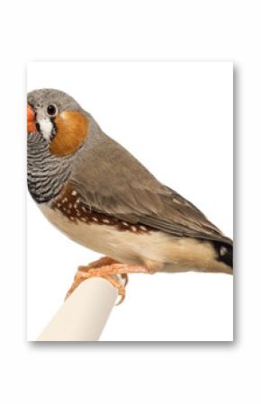 Zebra Finch, Taeniopygia guttata, against white background